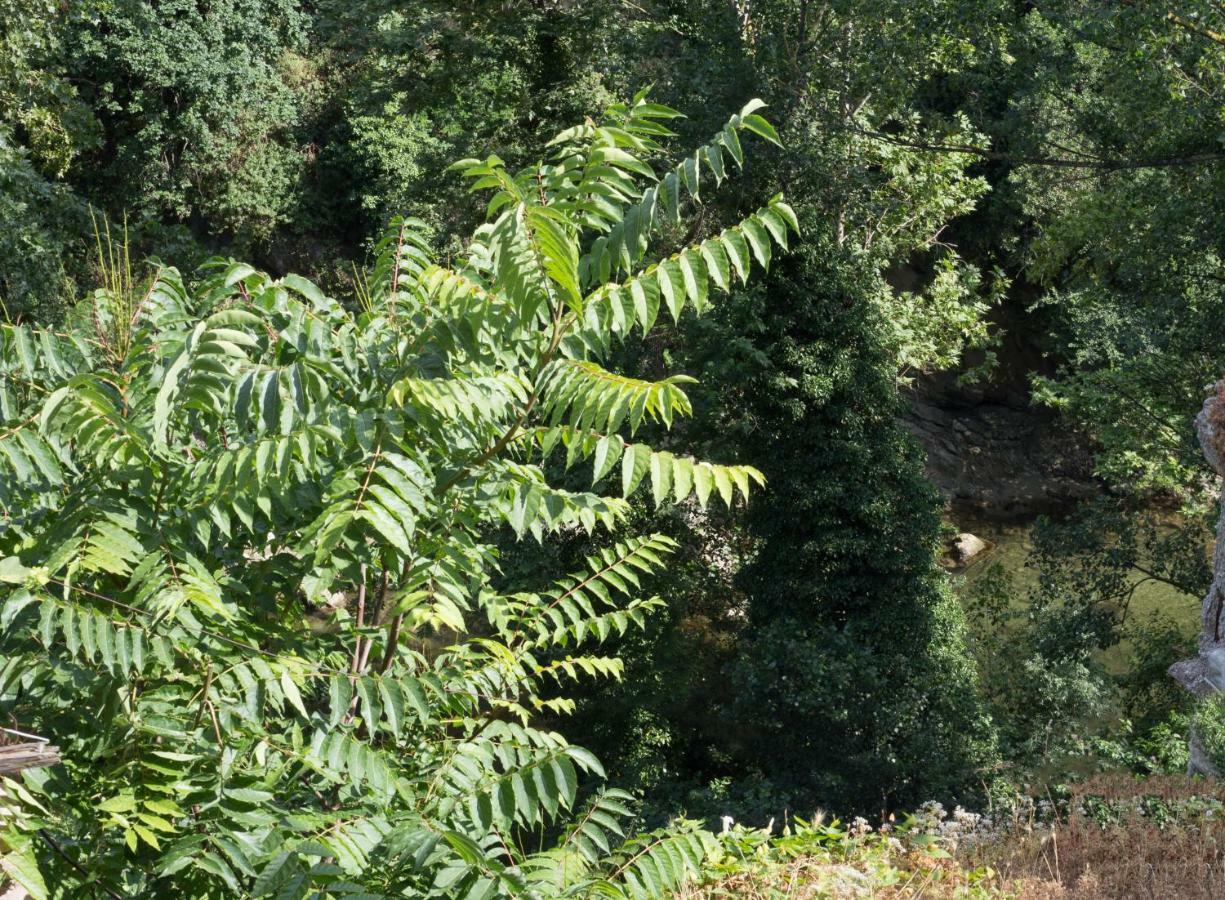 Mini Appartamento "Il Nido Del Picchio" Ascoli Piceno Buitenkant foto